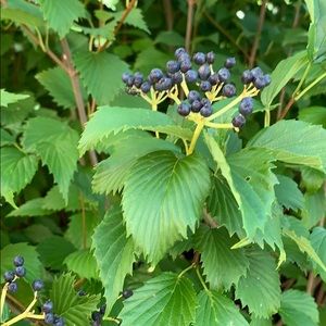 Meet your Posher, Liz